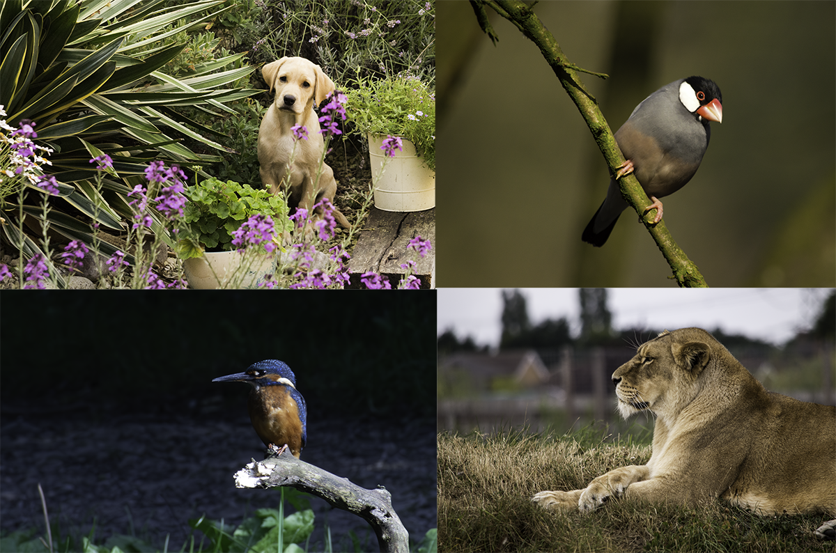 Animals and Birds