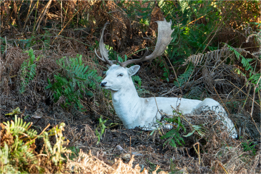 A white male fallow deer, with impressive antlers, laying amongst  ferns and grass.