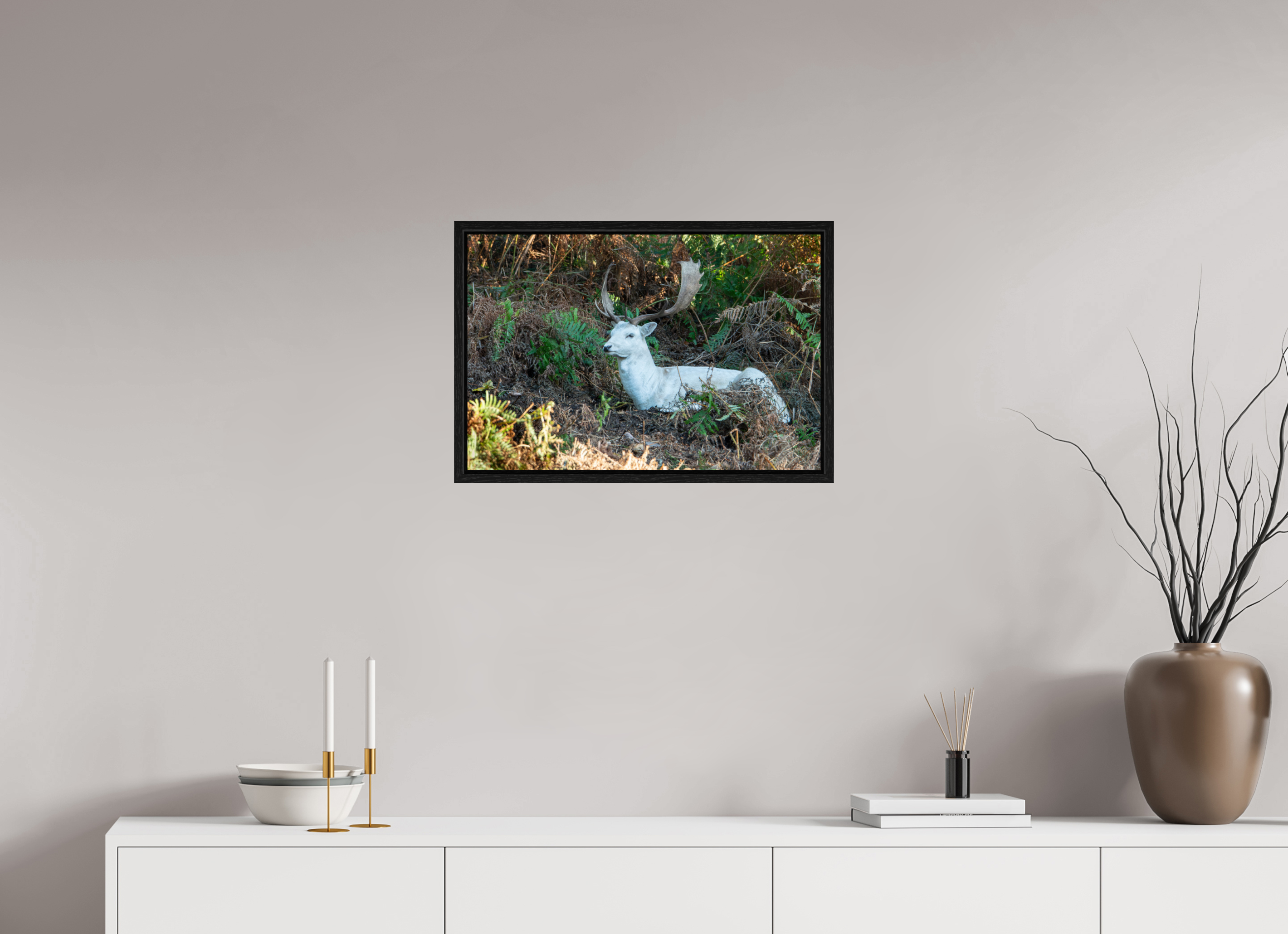 60 x 40 cm, Floater Frame White Fallow Deer at Rest