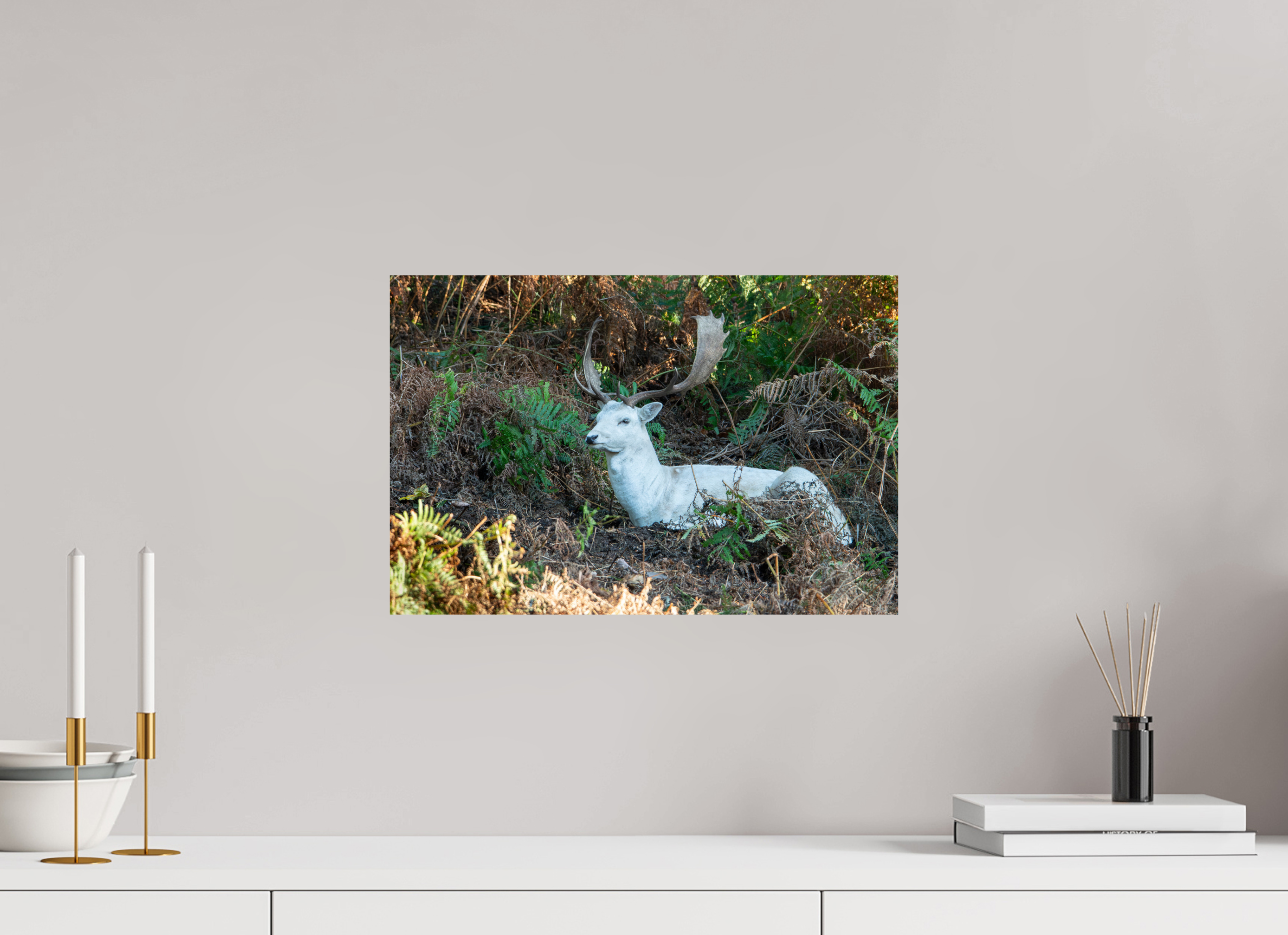 45 x 30 cm, Photo Print On Fuji Crystal DP II White Fallow Deer at Rest