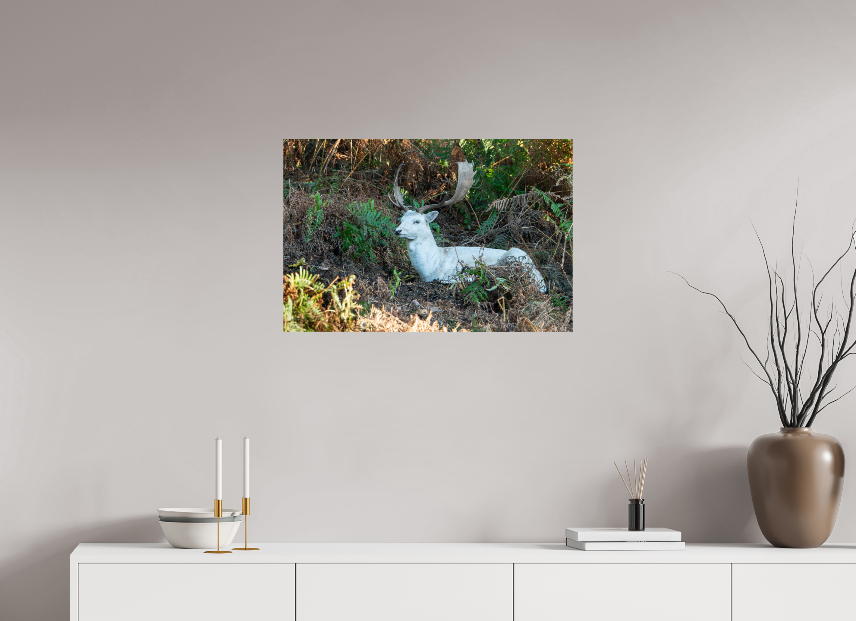 75 x 50 cm, Photo Print On Fuji Crystal DP II White Fallow Deer at Rest