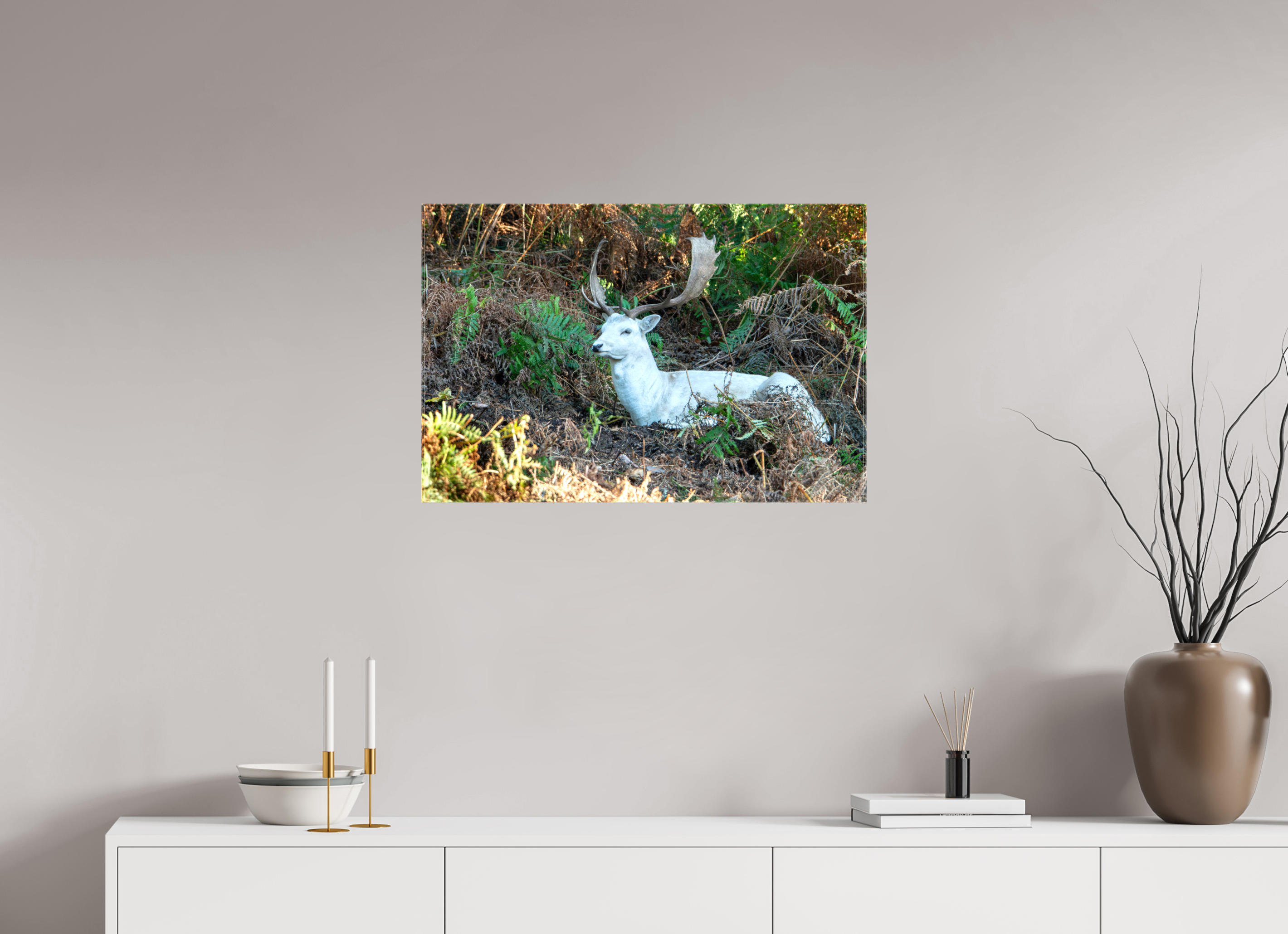 75 x 50 cm, Glossy Canvas On Stretcher Frame White Fallow Deer at Rest