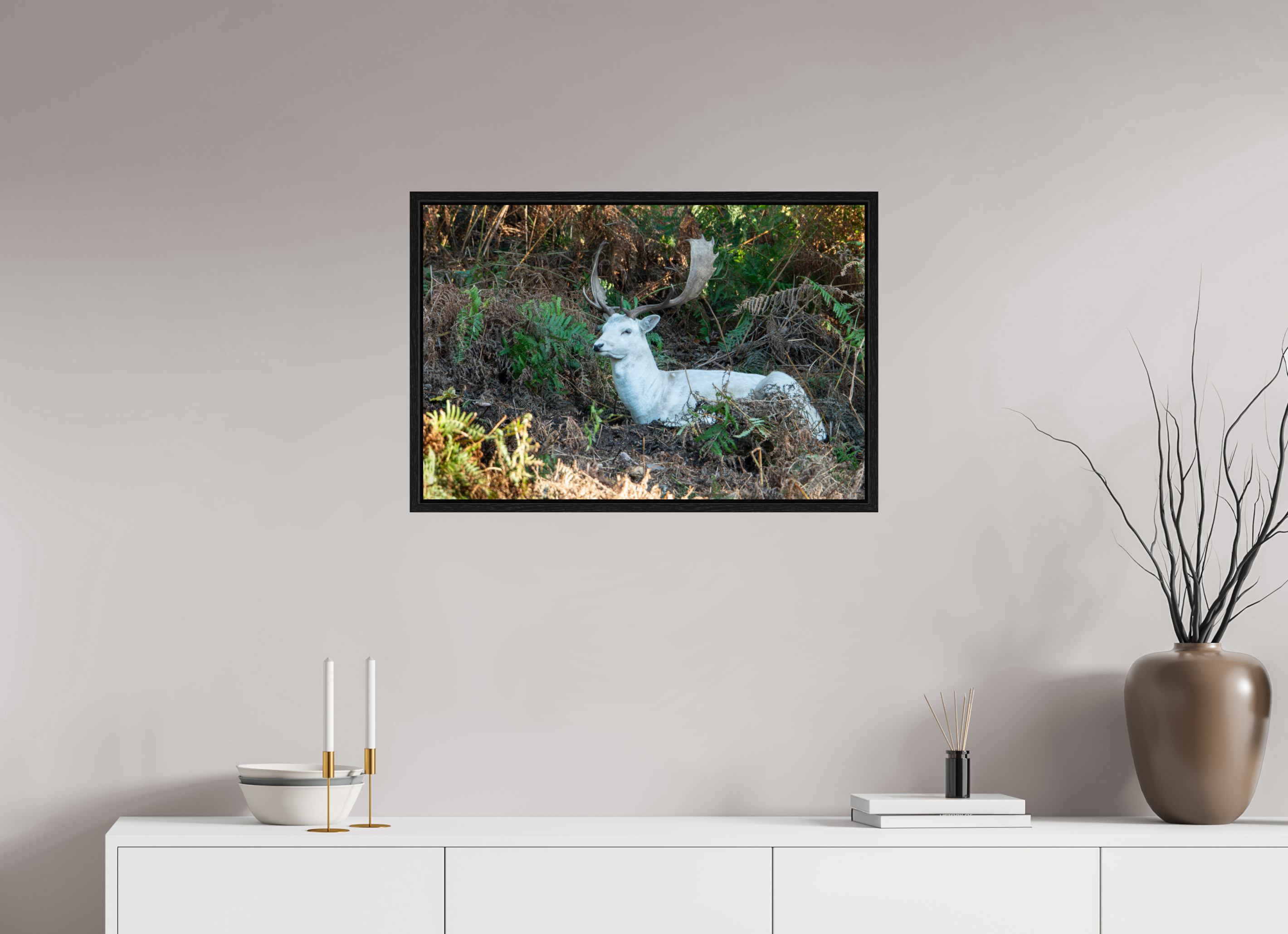 75 x 50 cm, Floater Frame White Fallow Deer at Rest