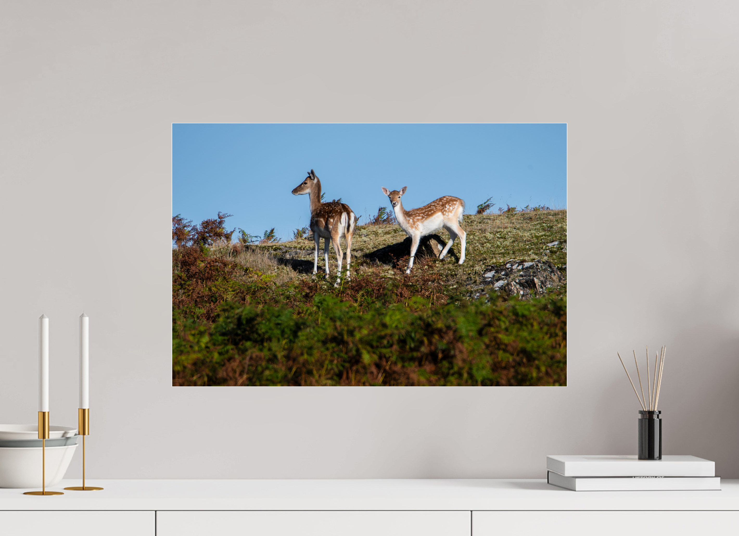 60 x 40 cm, Photo Print Under Acrylic Glass Fallow Deer on Hillside