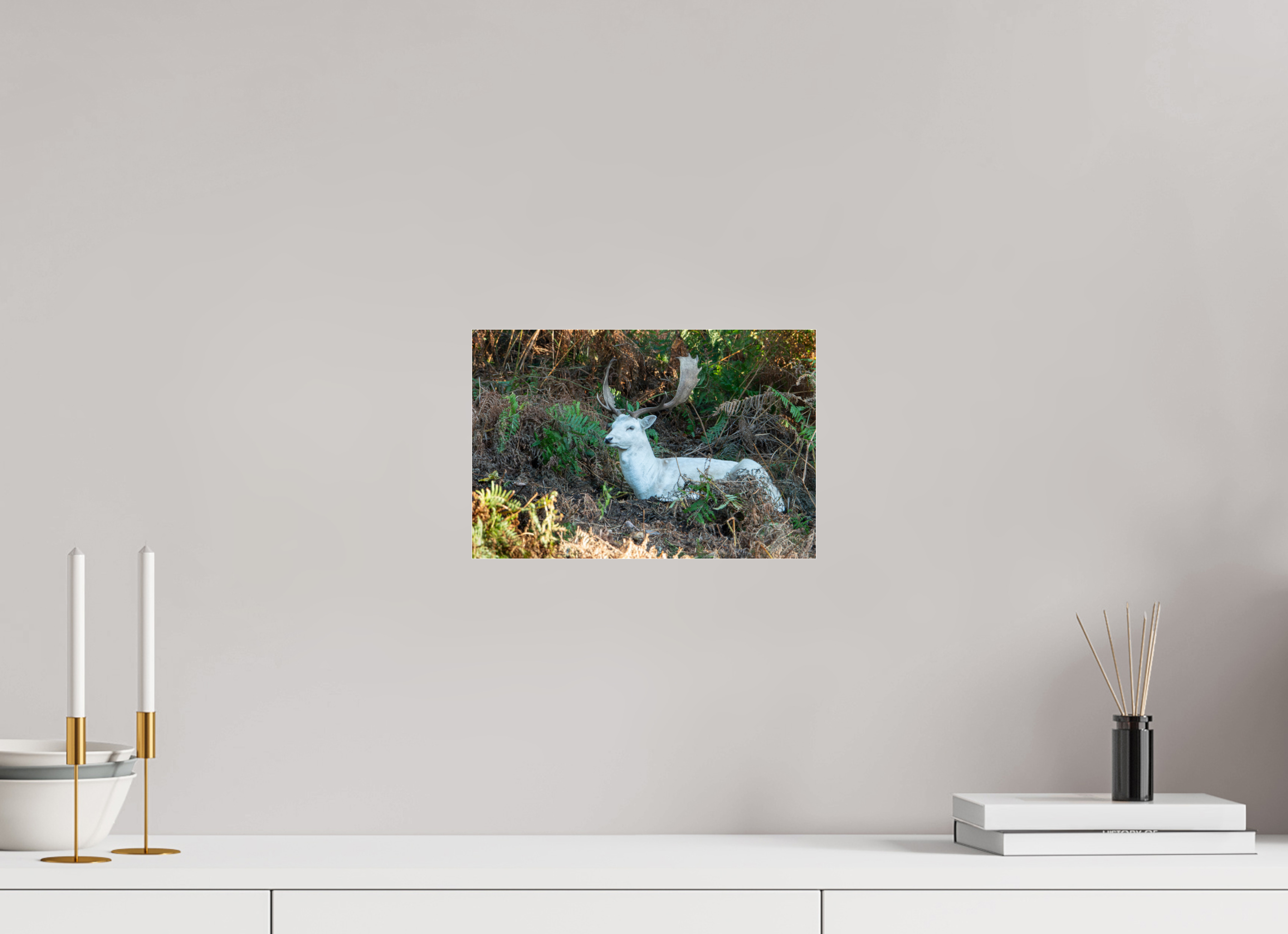 30 x 20 cm, Photo Print Under Acrylic Glass White Fallow Deer at Rest
