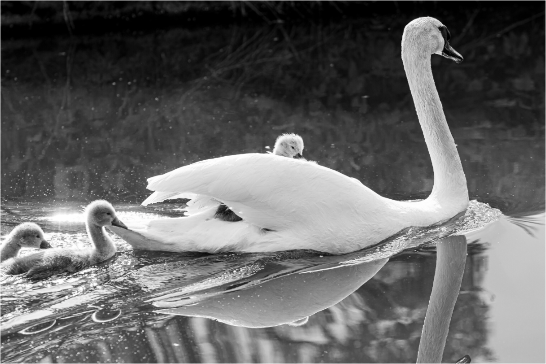 A black and white photograph of a mute swan carrying  a cygnet on it's back being followed by 2 swimming cygnets.