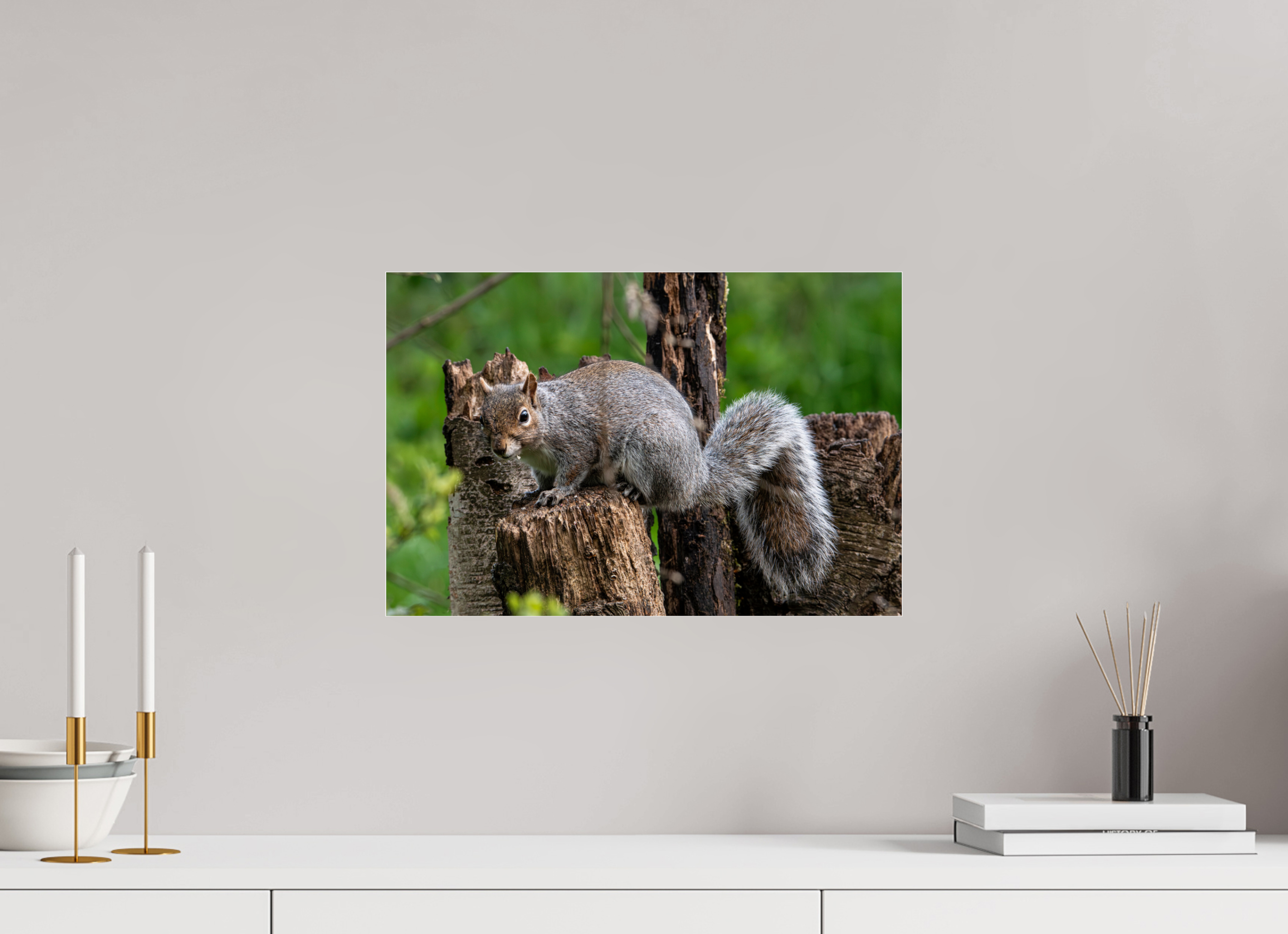 45 x 30 cm, Photo Print Under Acrylic Glass Grey Squirrel