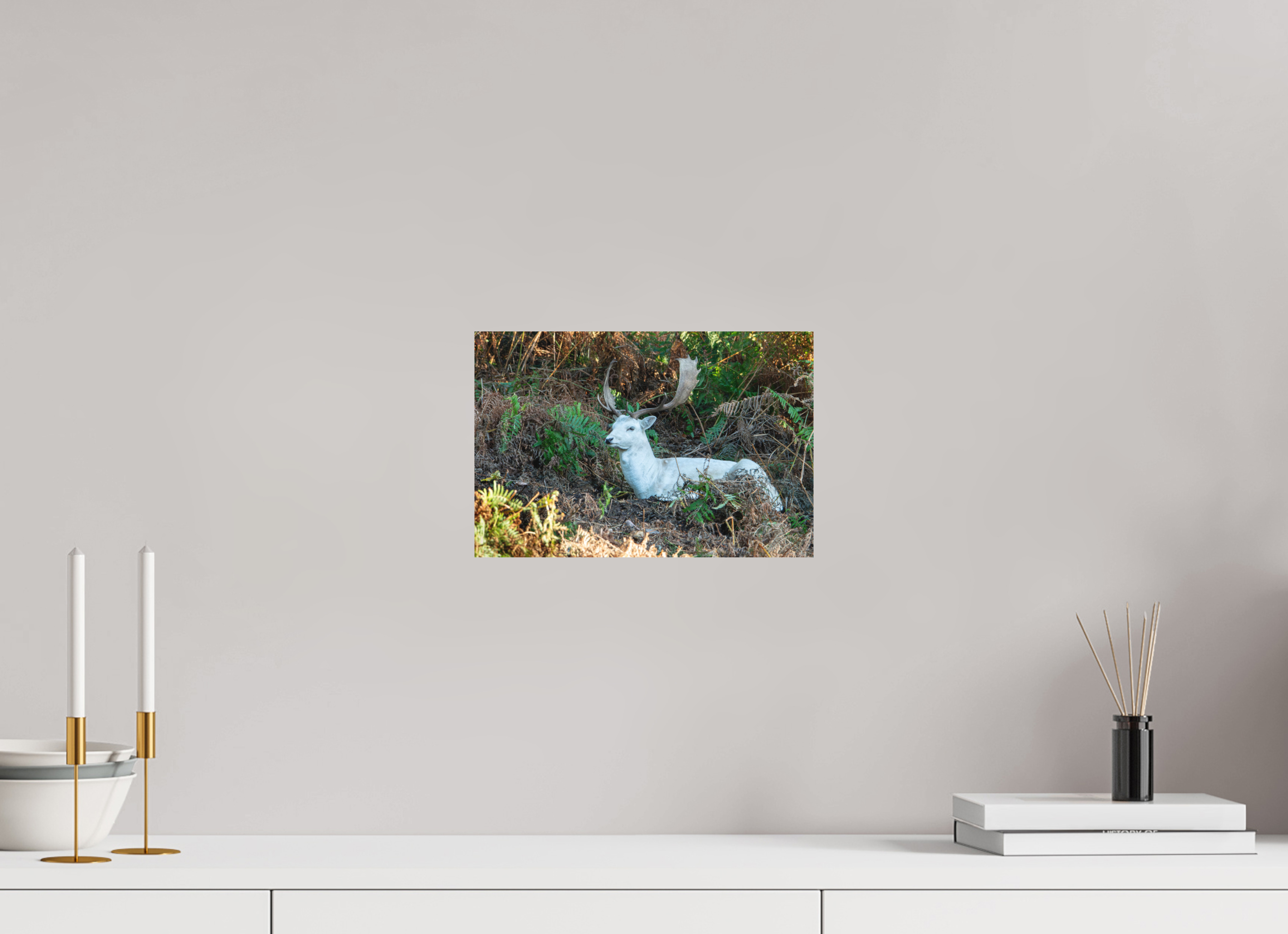 30 x 20 cm, Photo Print Fuji Crystal DP II Matte White Fallow Deer at Rest