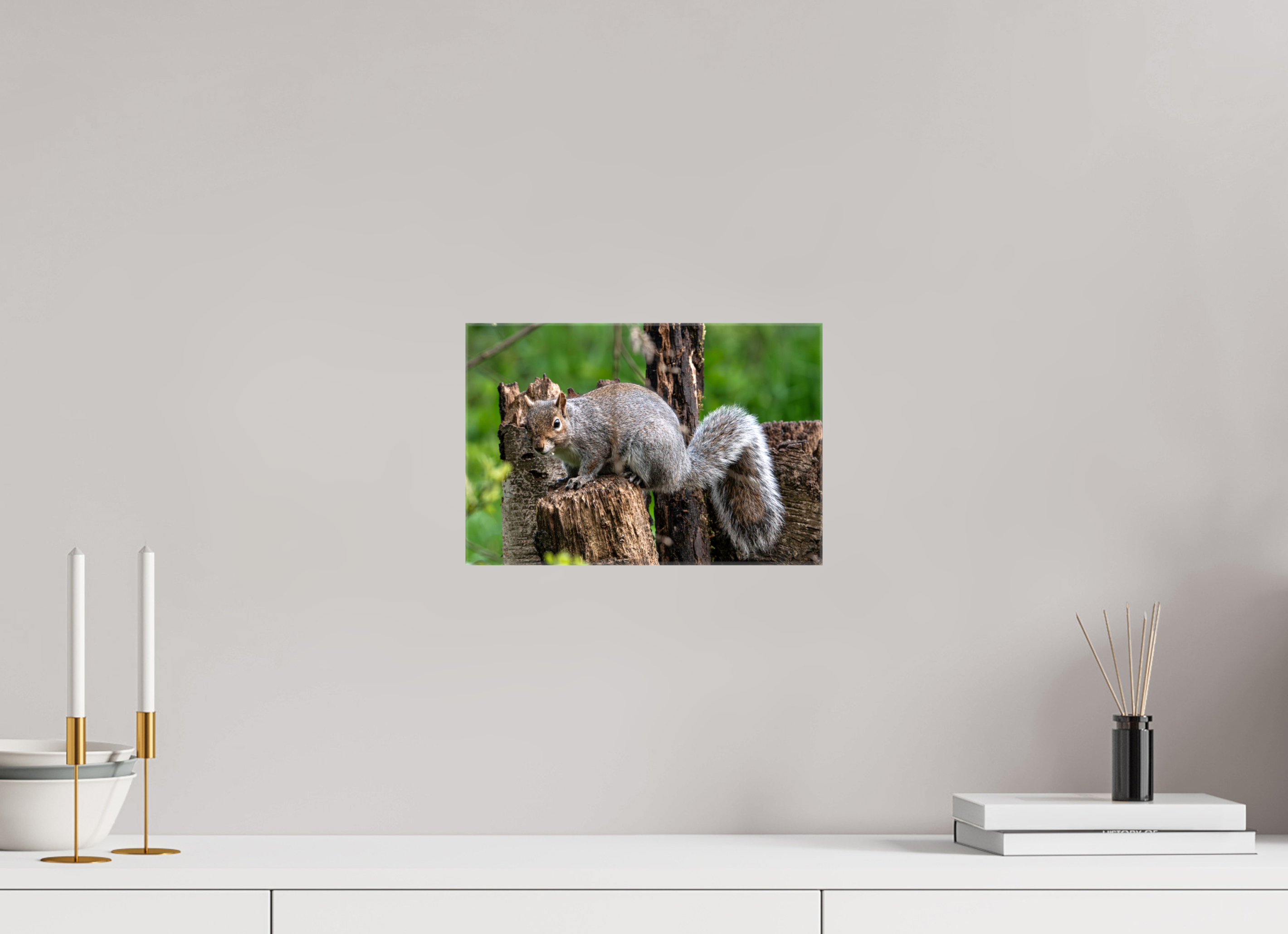 30 x 20 cm, Glossy Canvas On Stretcher Frame Grey Squirrel