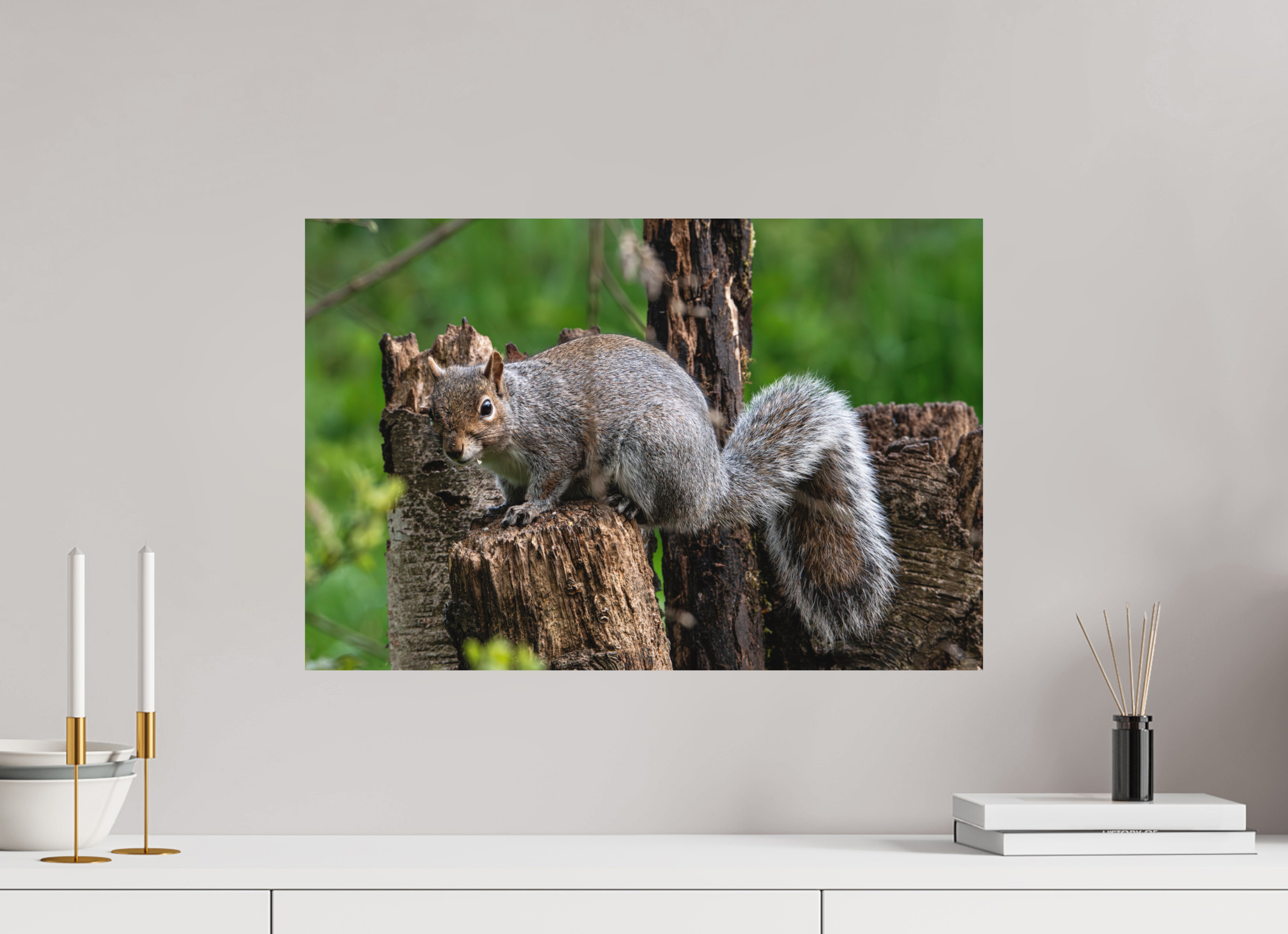 60 x 40 cm, Photo Print Fuji Crystal DP II Matte Grey Squirrel