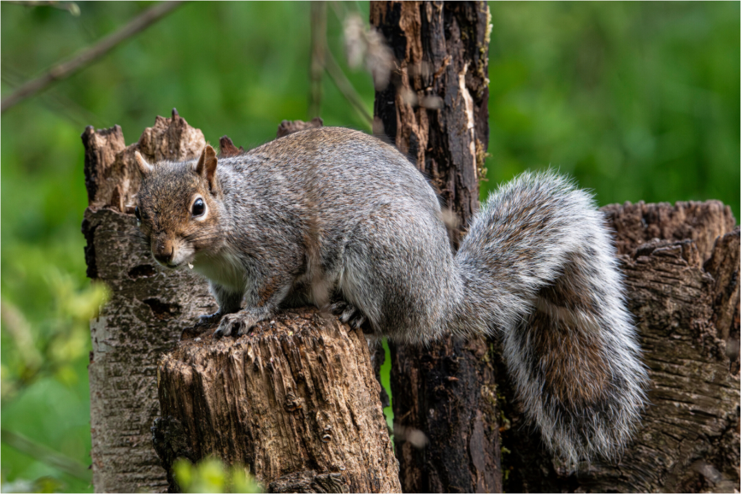 Main image Grey Squirrel