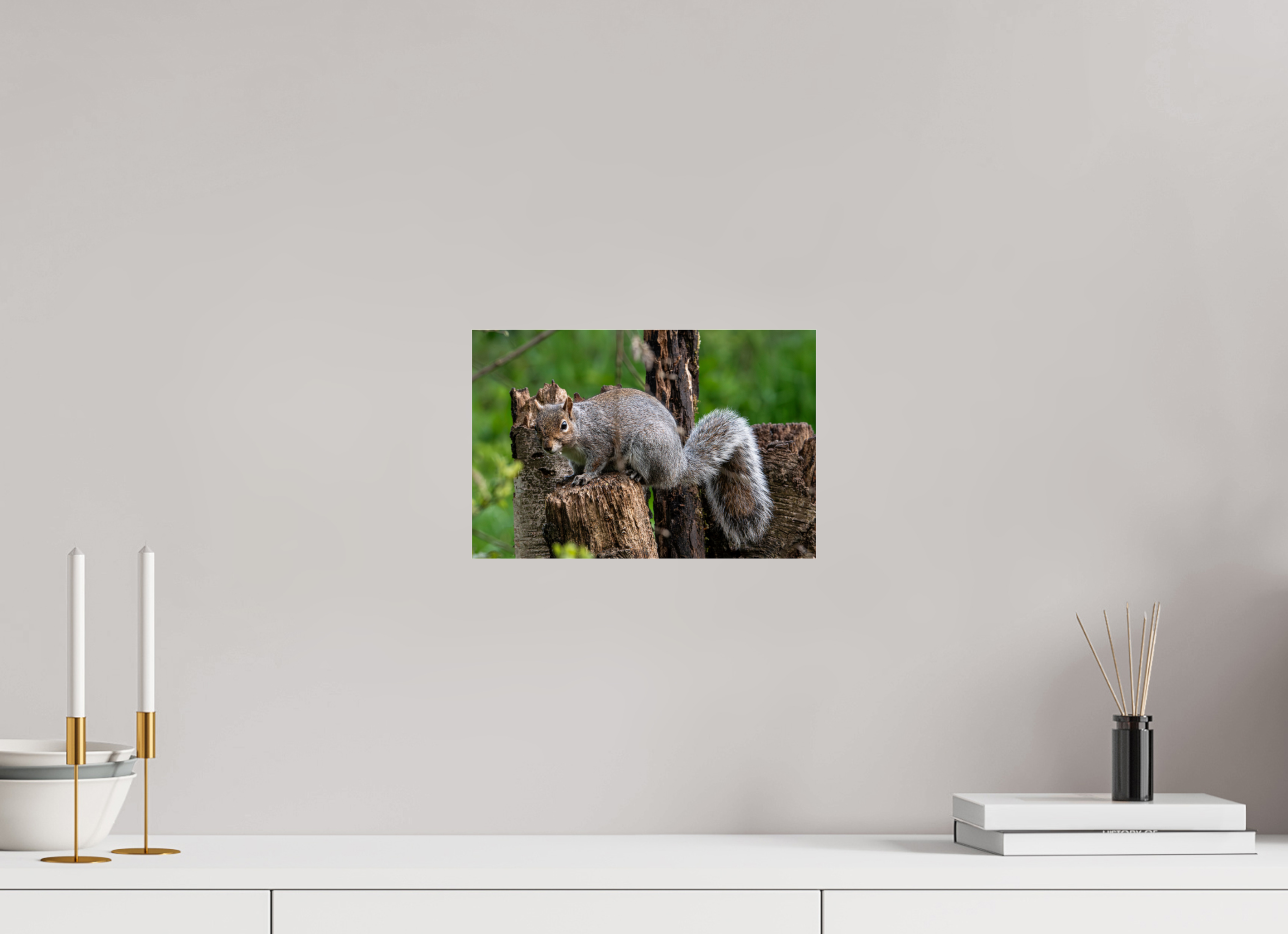 30 x 20 cm, Photo Print Under Acrylic Glass Grey Squirrel