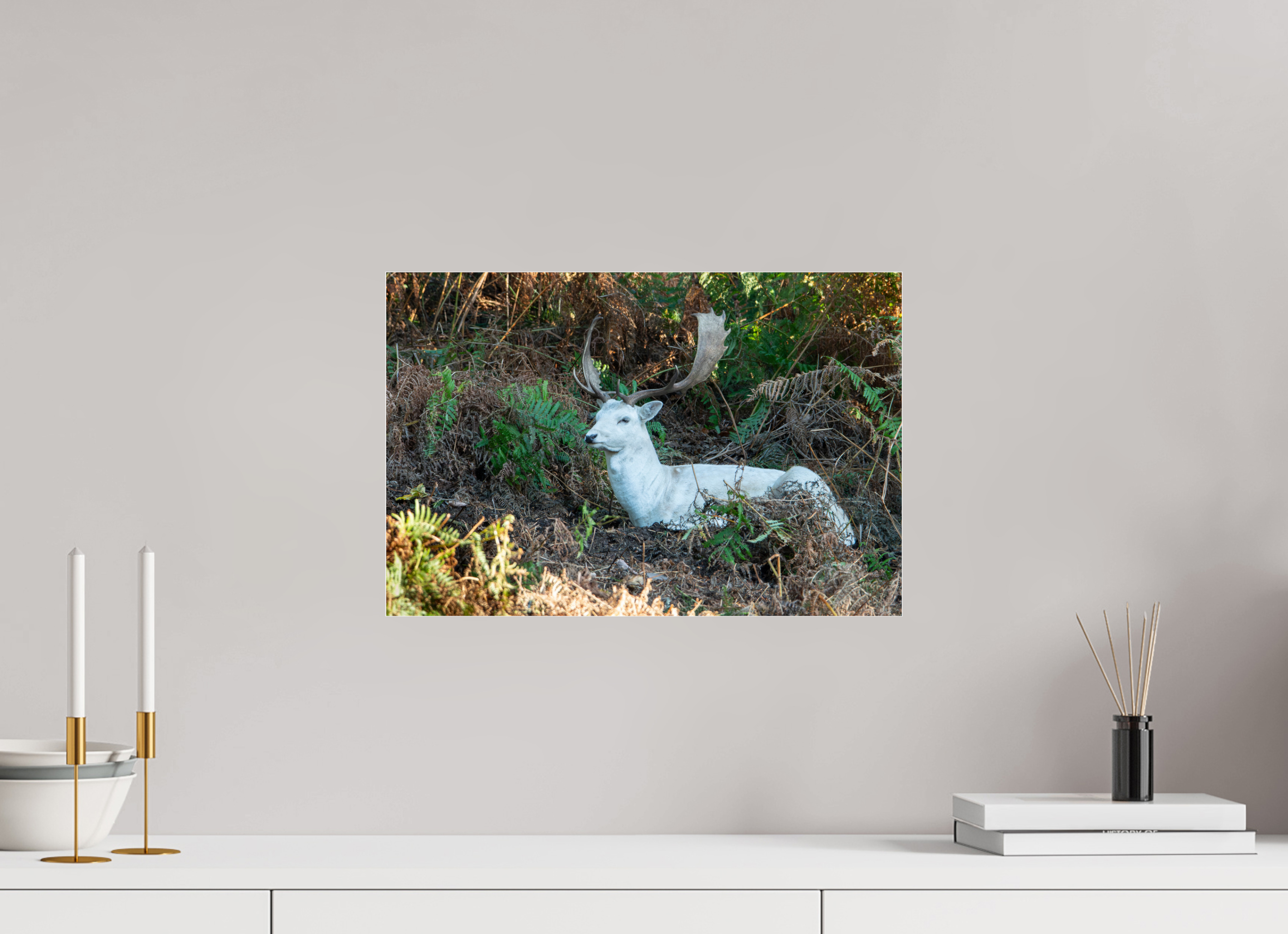 45 x 30 cm, Photo Print Under Acrylic Glass White Fallow Deer at Rest