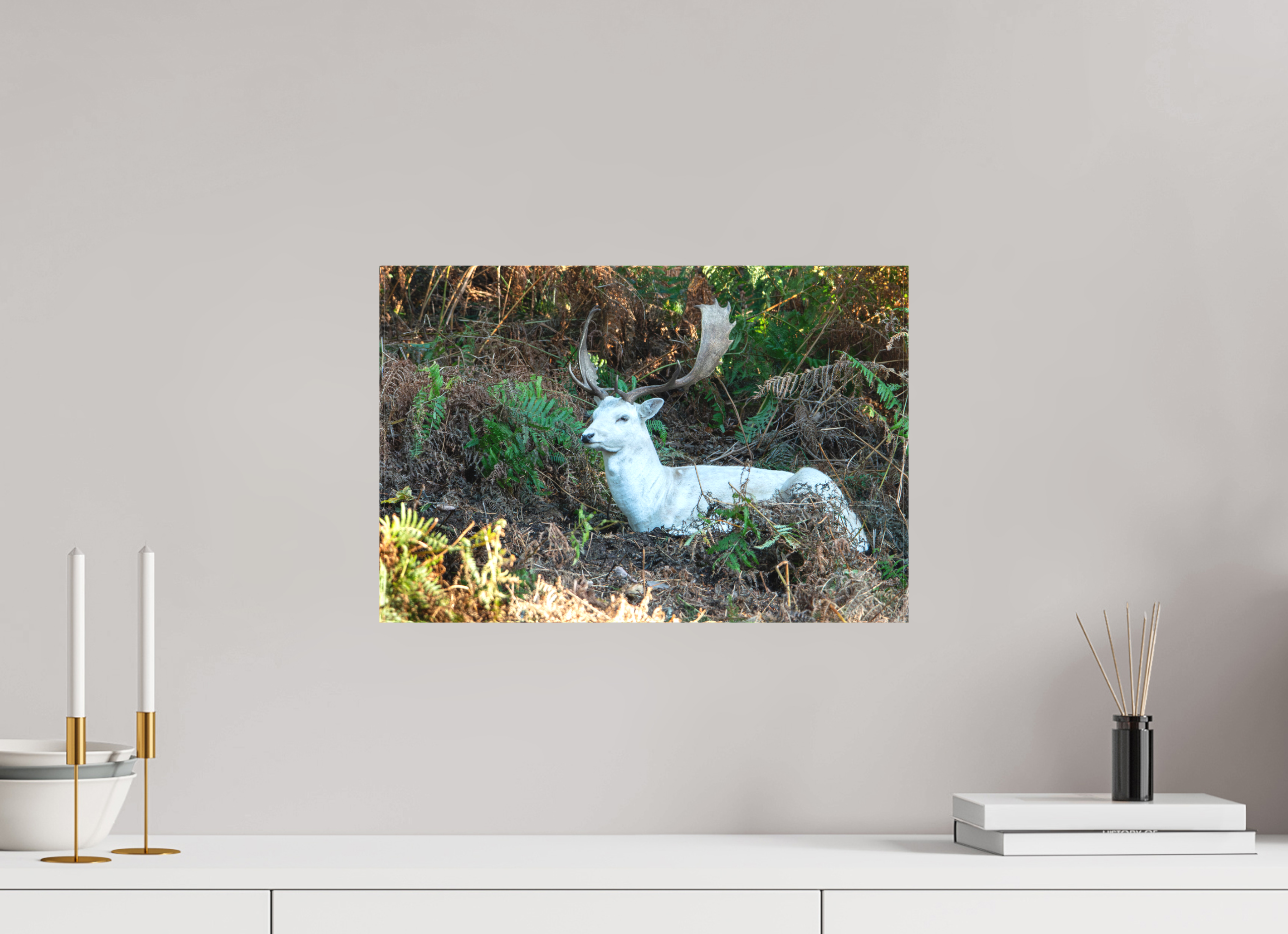 45 x 30 cm, Matte Canvas on Stretcher Frame White Fallow Deer at Rest