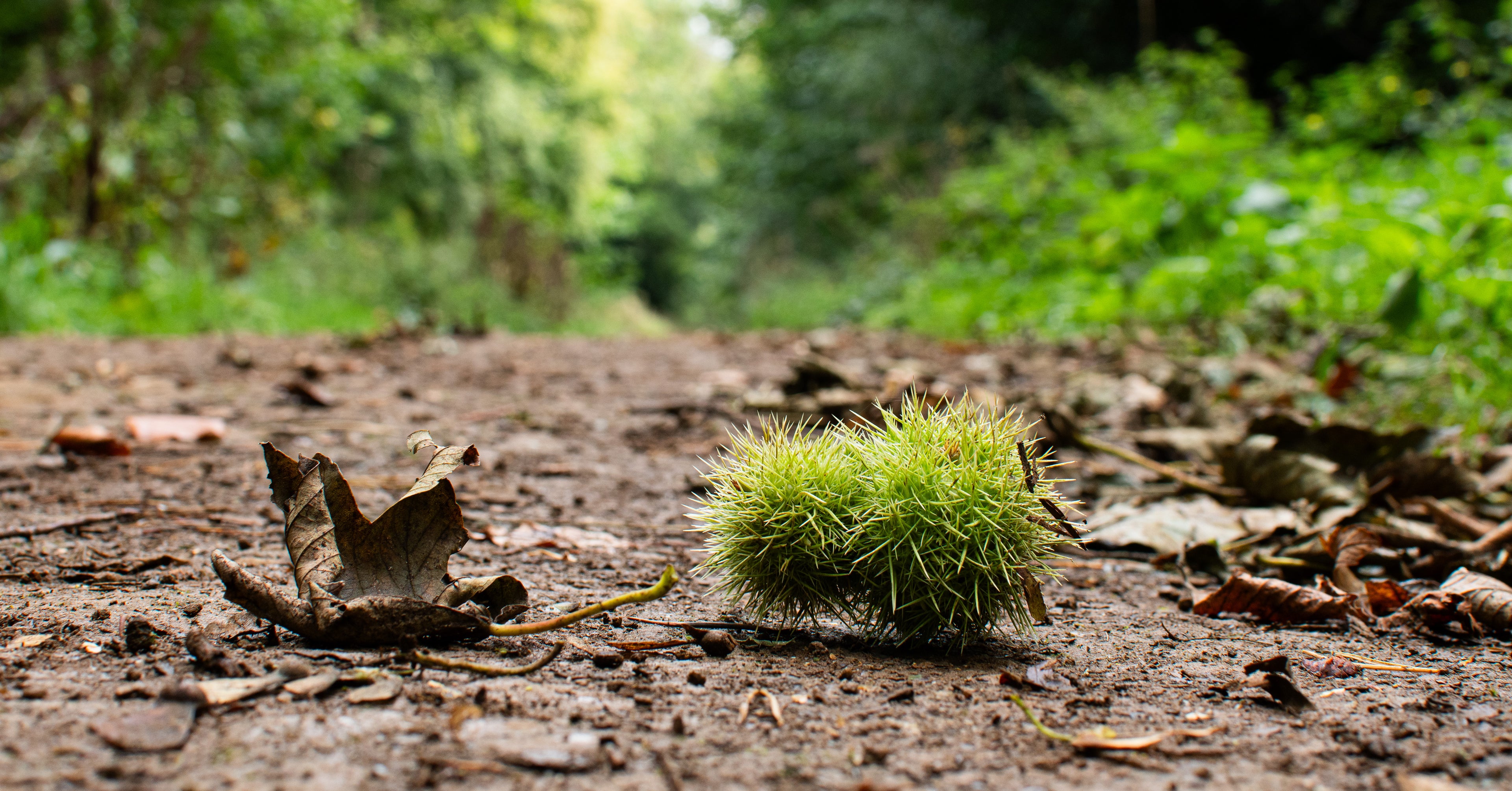 A dry leaf and a spiky green sweet chestnut laying on a forest path between the trees 