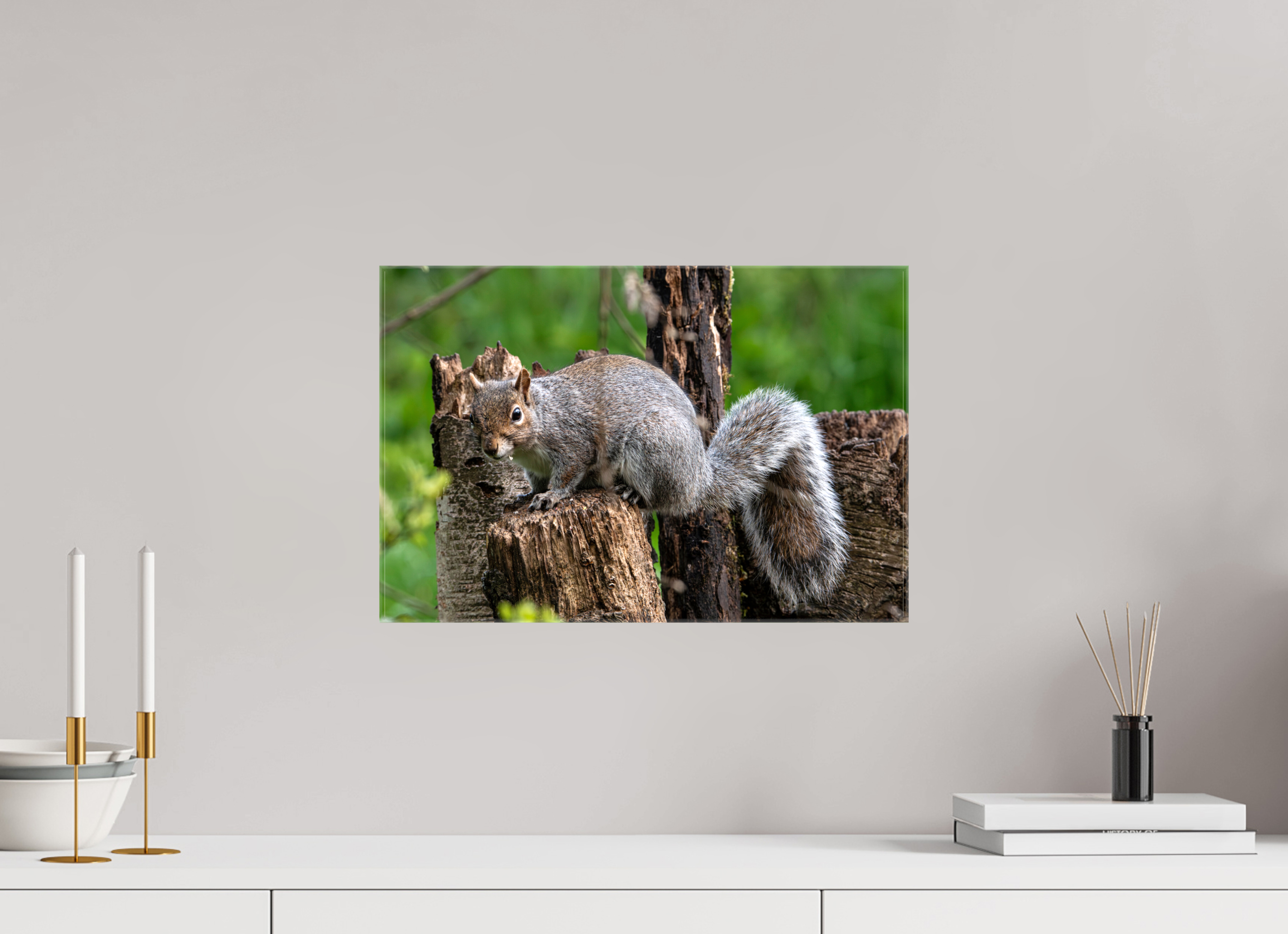 45 x 30 cm, Glossy Canvas On Stretcher Frame Grey Squirrel