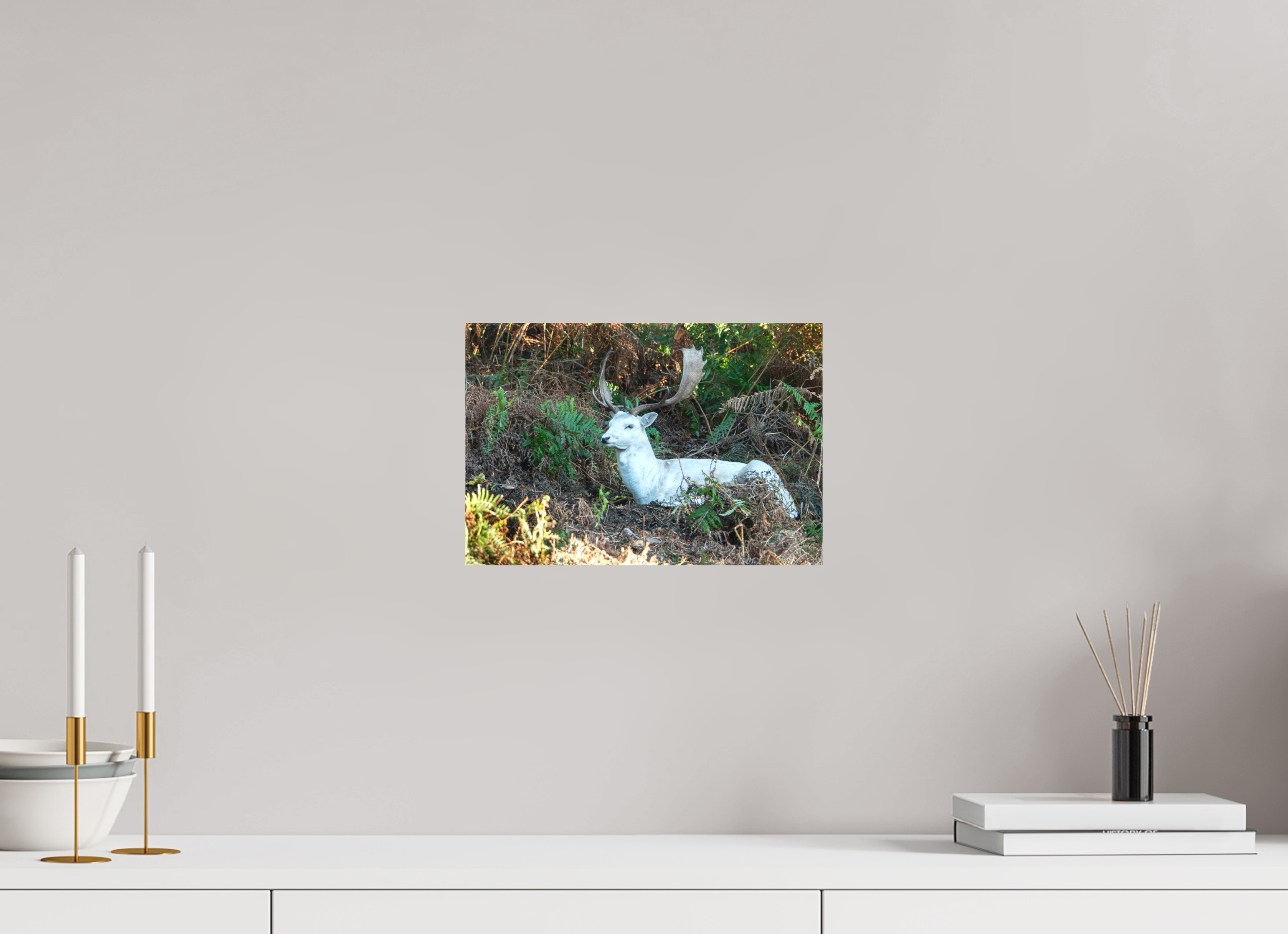 30 x 20 cm, Matte Canvas on Stretcher Frame White Fallow Deer at Rest