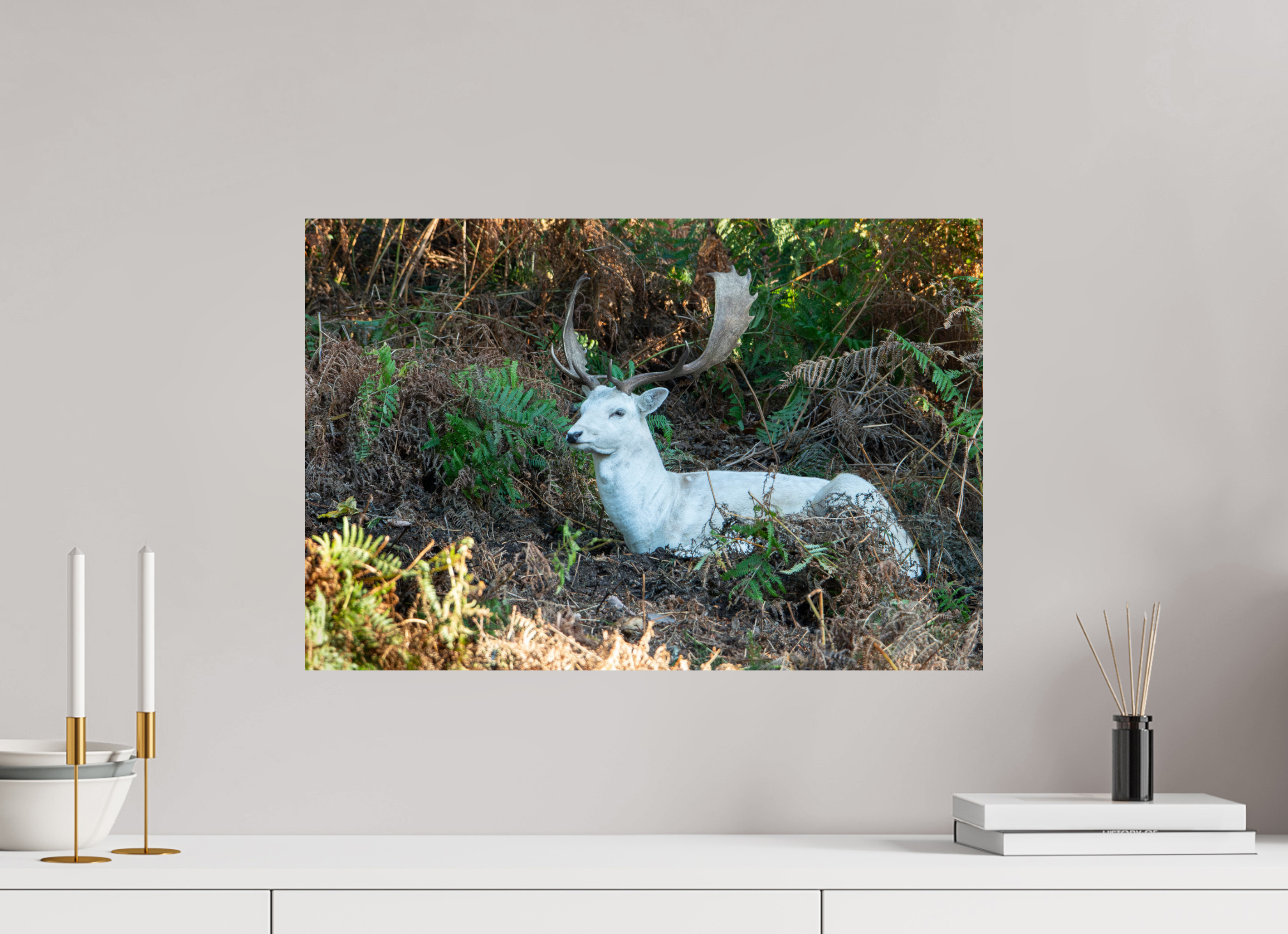 60 x 40 cm, Photo Print On Fuji Crystal DP II White Fallow Deer at Rest