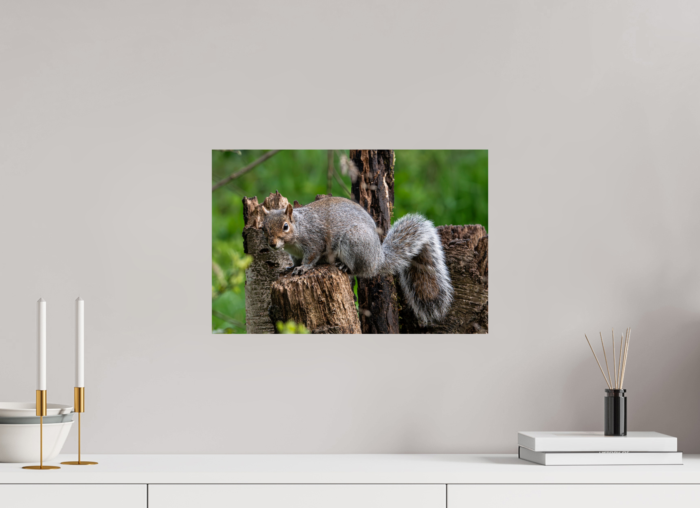 45 x 30 cm, Photo Print On Fuji Crystal DP II Grey Squirrel