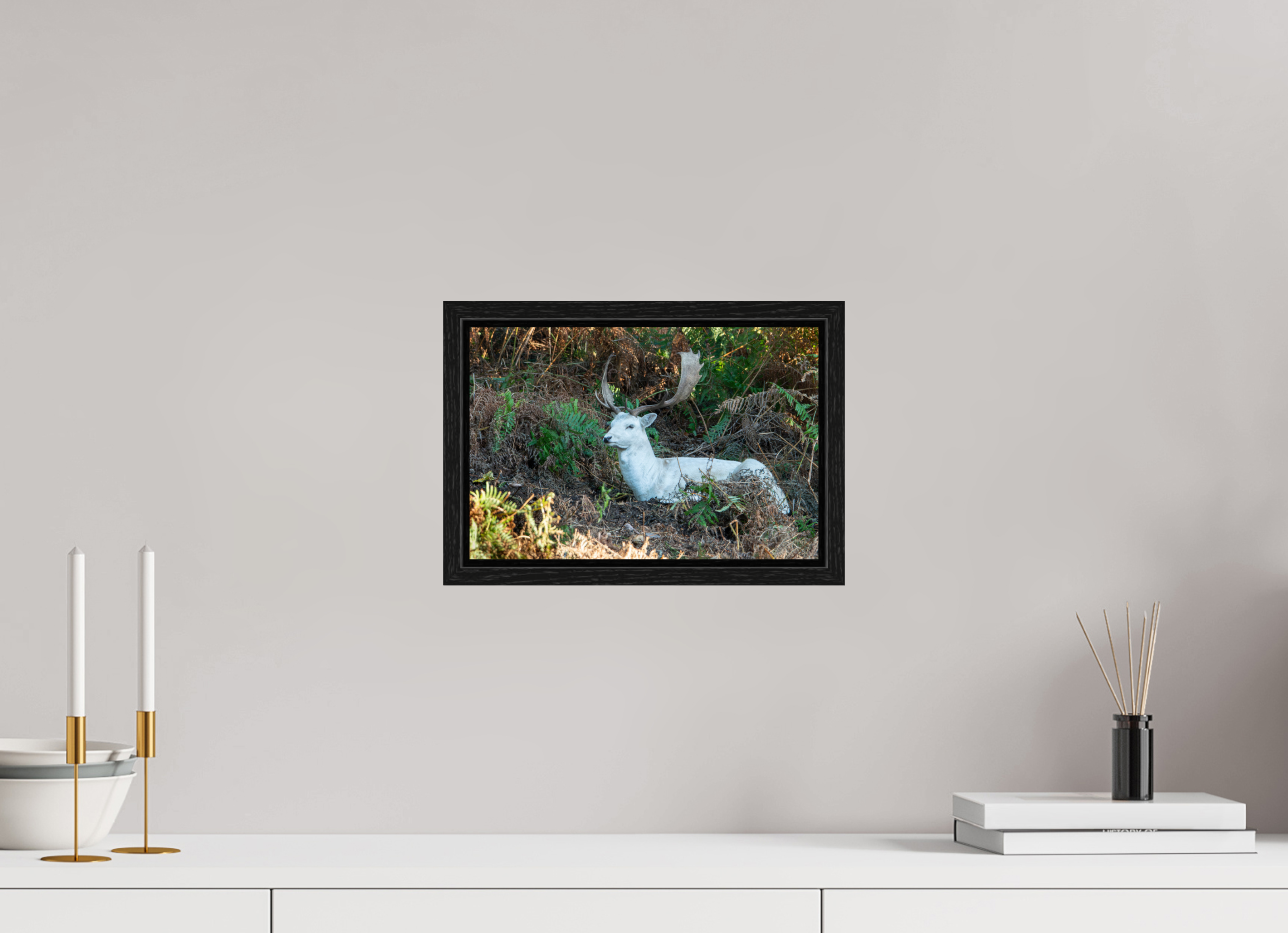 30 x 20 cm, Floater Frame White Fallow Deer at Rest