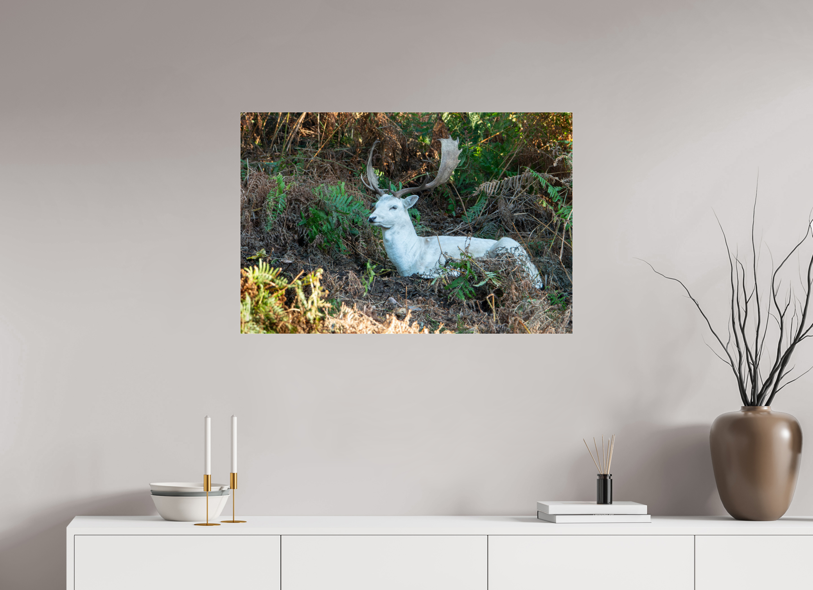 90 x 60 cm, Photo Print Under Acrylic Glass White Fallow Deer at Rest