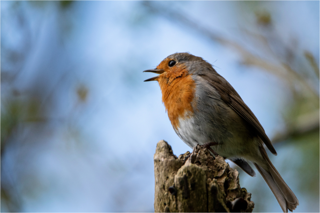 Main image Singing Robin