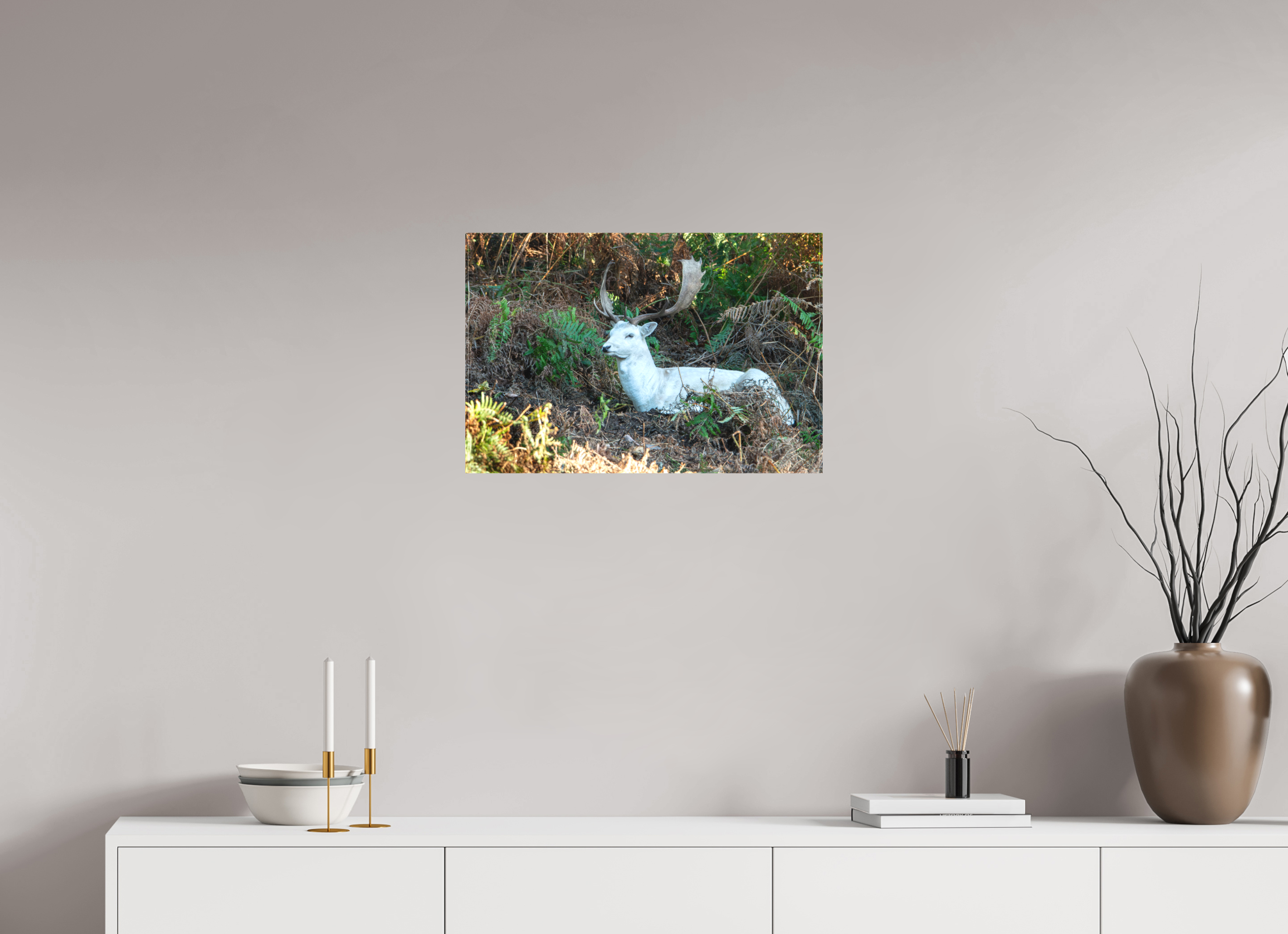 60 x 40 cm, Matte Canvas on Stretcher Frame White Fallow Deer at Rest