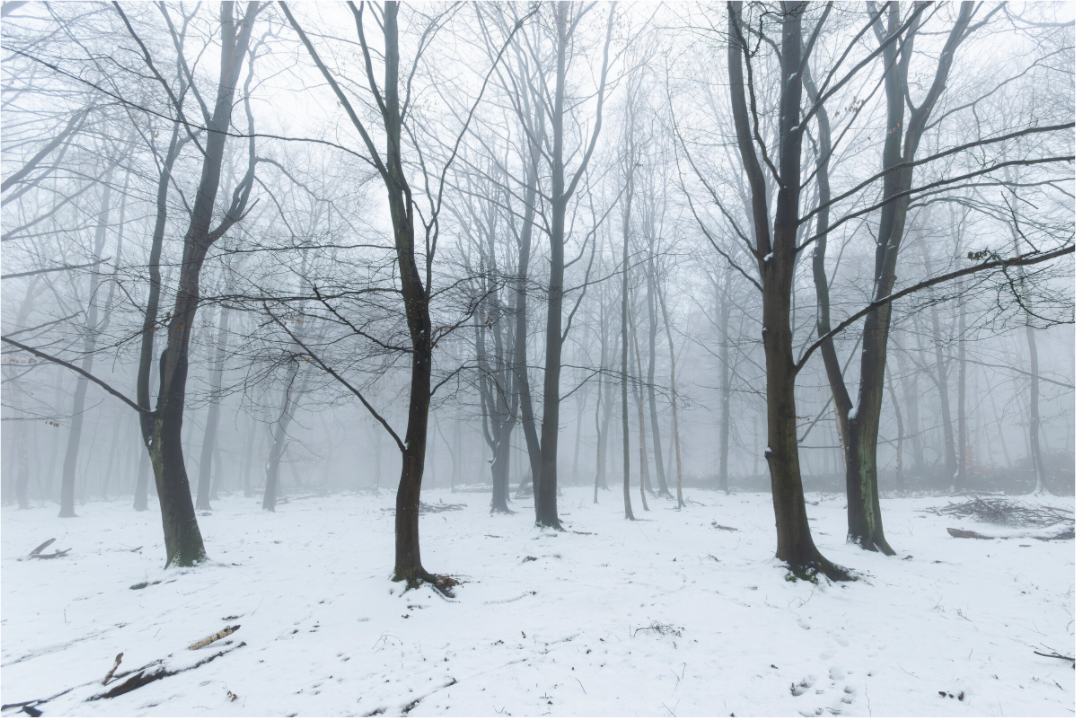 A wintery forest scene, snow on the ground and bare trees
