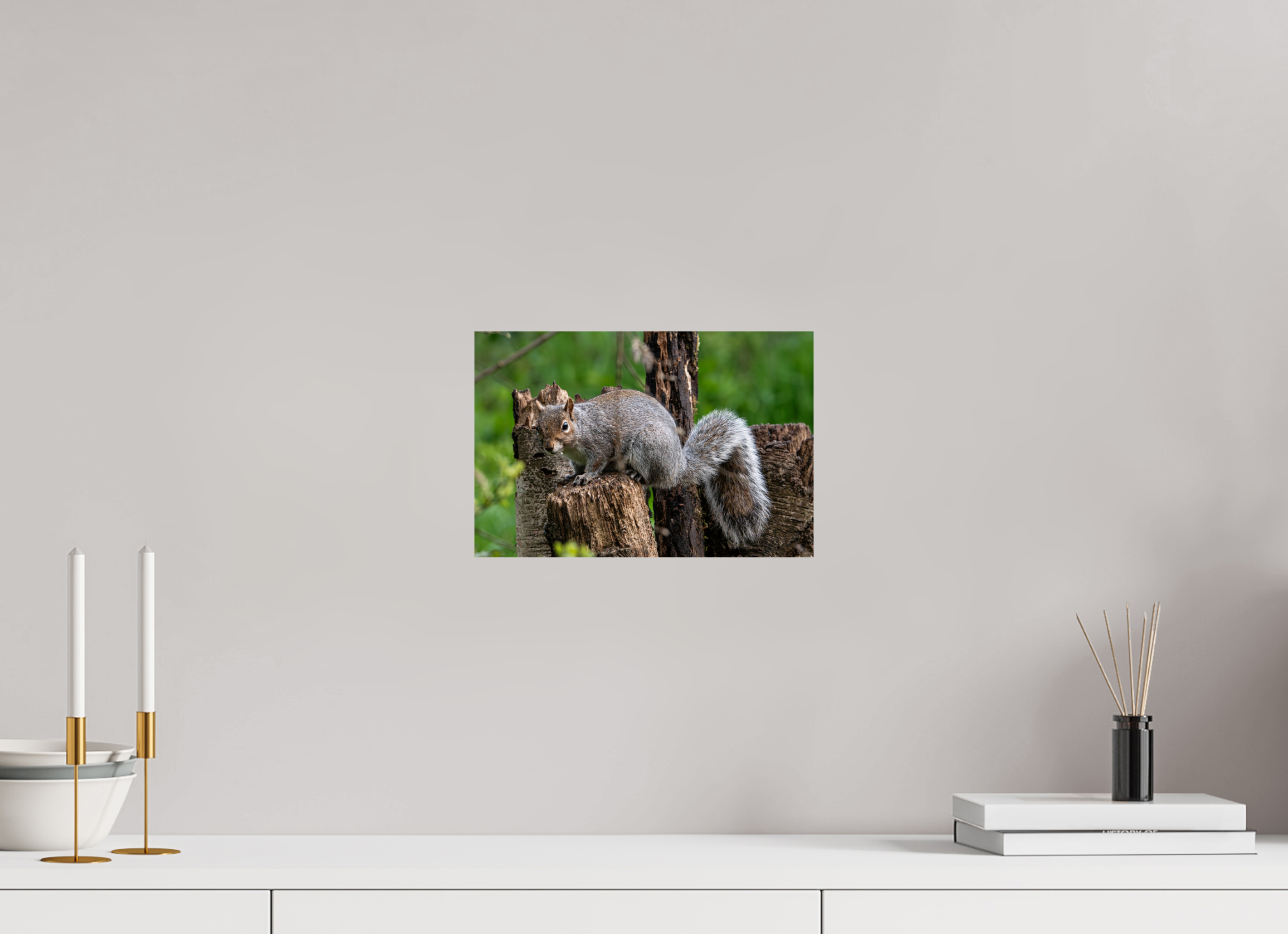 30 x 20 cm, Photo Print On Fuji Crystal DP II Grey Squirrel