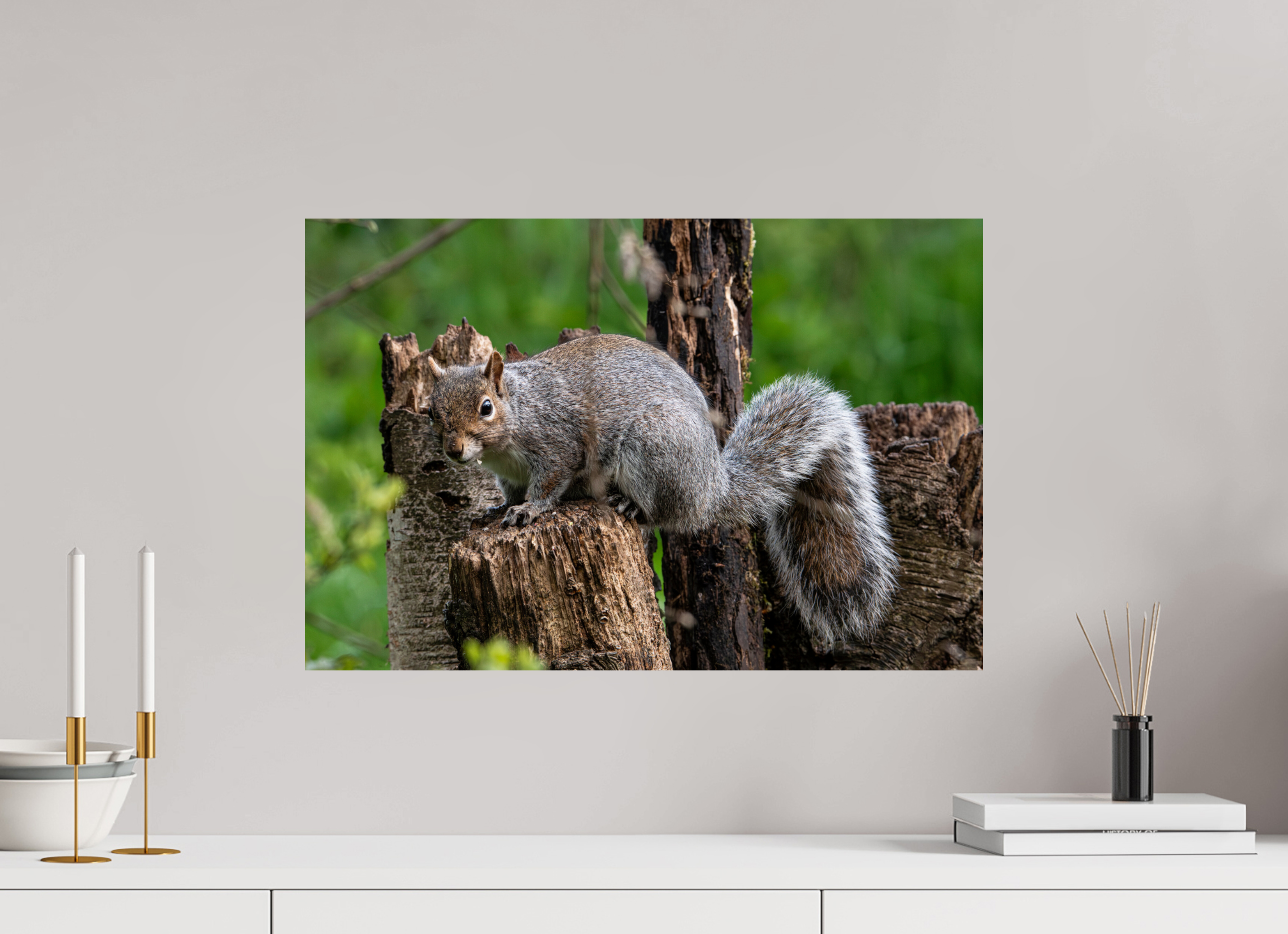 60 x 40 cm, Photo Print On Fuji Crystal DP II Grey Squirrel