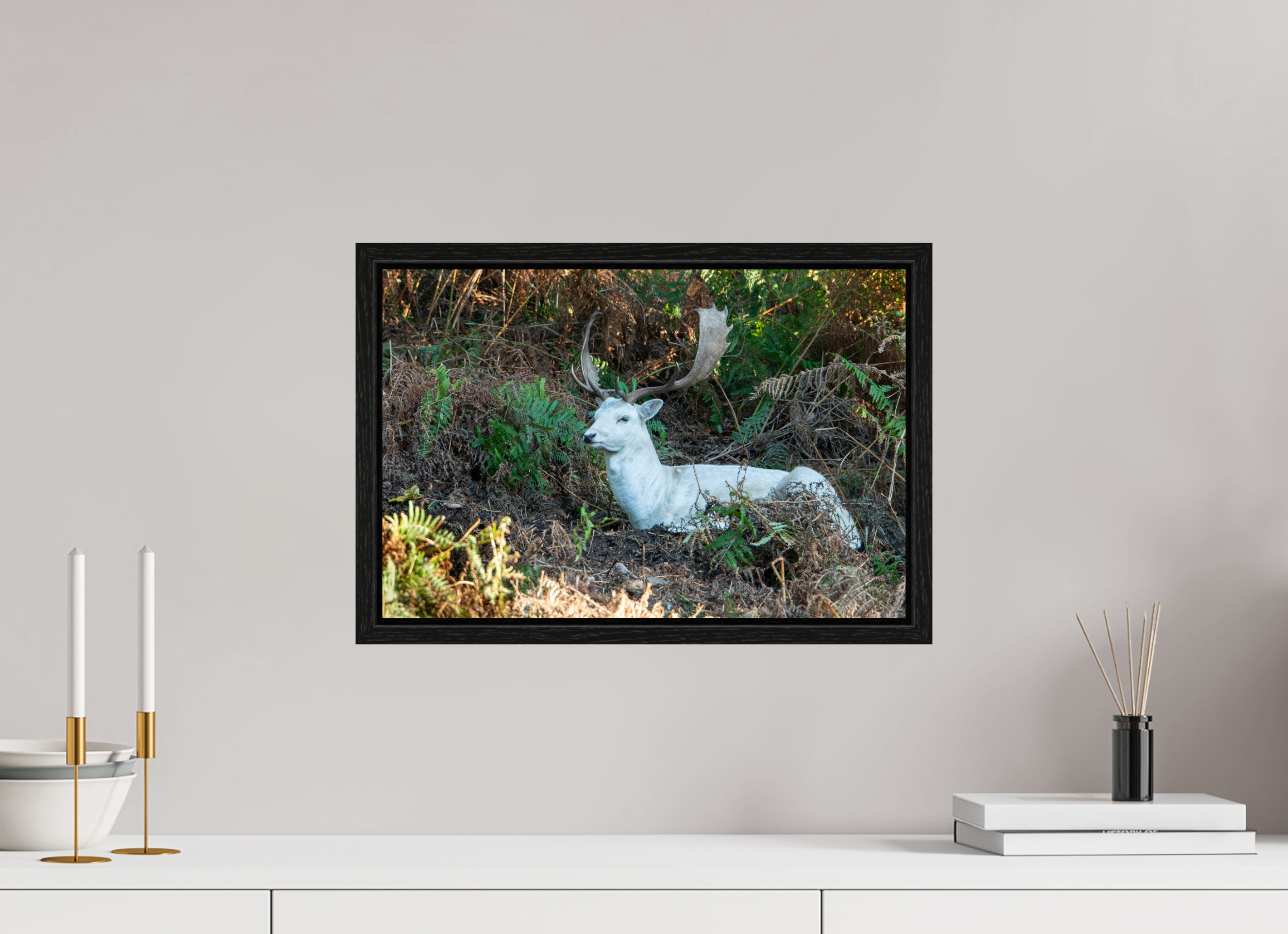 45 x 30 cm, Floater Frame White Fallow Deer at Rest