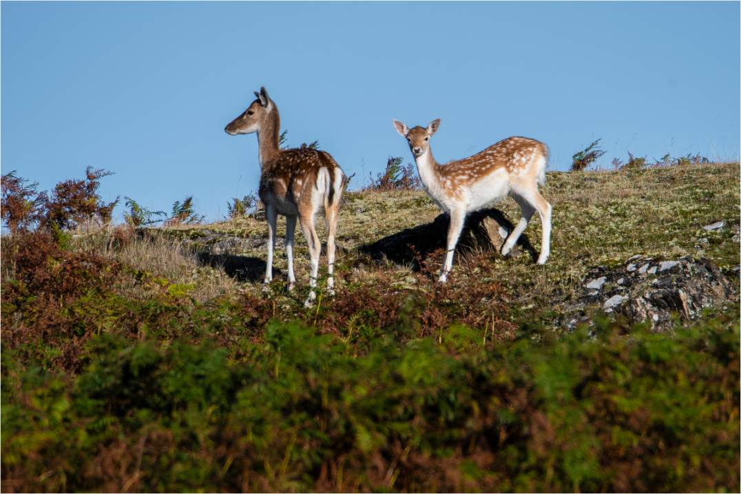 Two Fallow Deer standing just below the crest of a hill and ferns in the foreground.