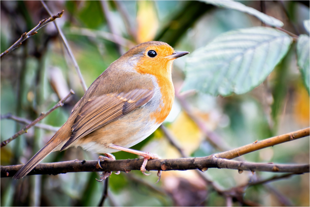 A Robin sitting on a small branch.