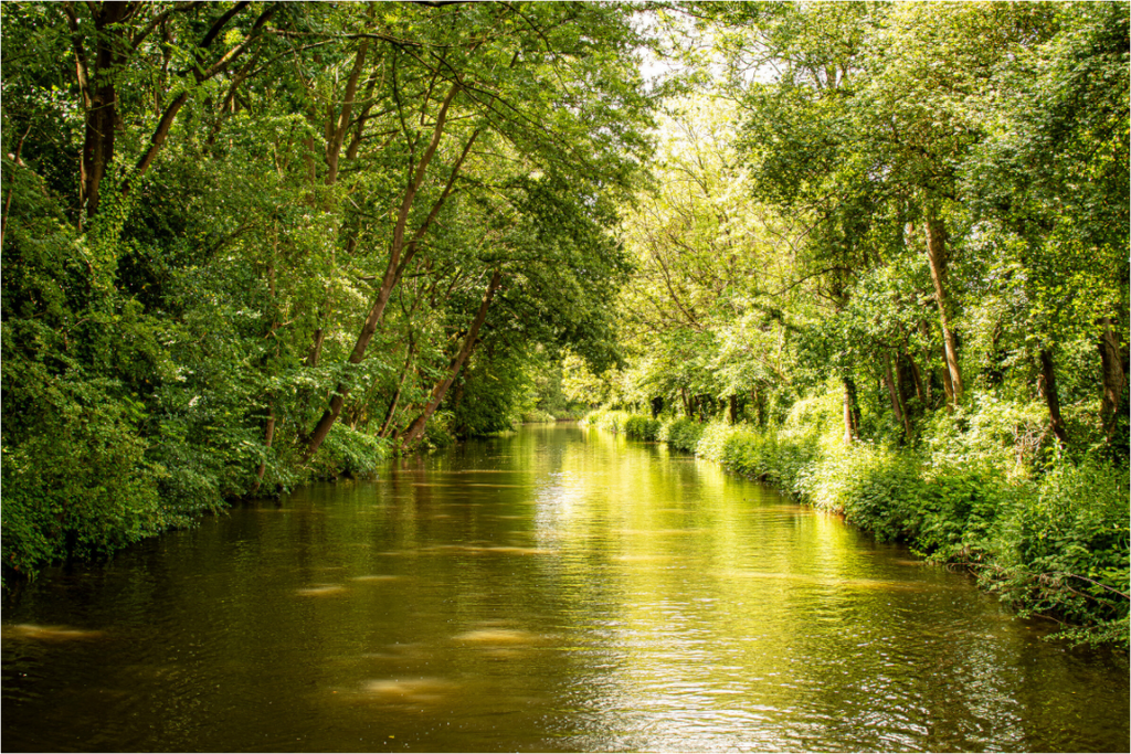 The Ashby canal with trees overhanging on both sides. Sunlight is reflected in the water.