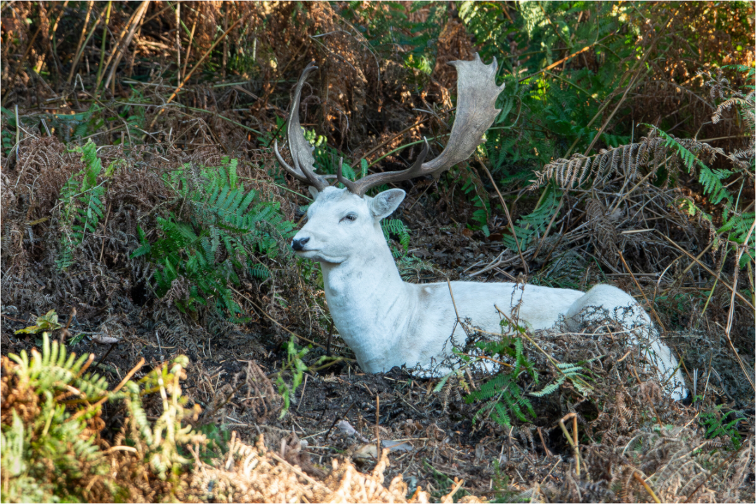 A white male fallow deer, with impressive antlers, laying amongst  ferns and grass.